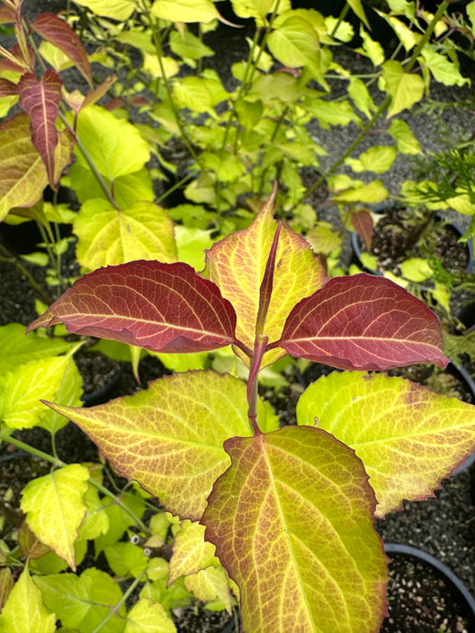 *RETAIL - Leycesteria formosa 'Golden Lanterns'