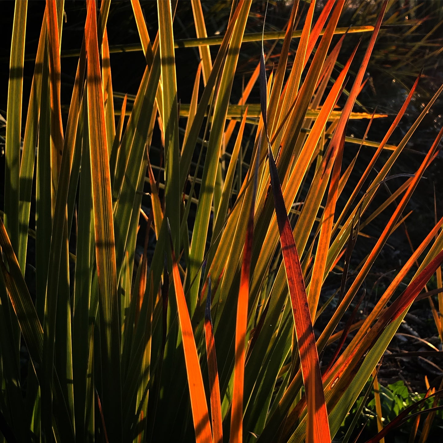 Libertia cranwelliae