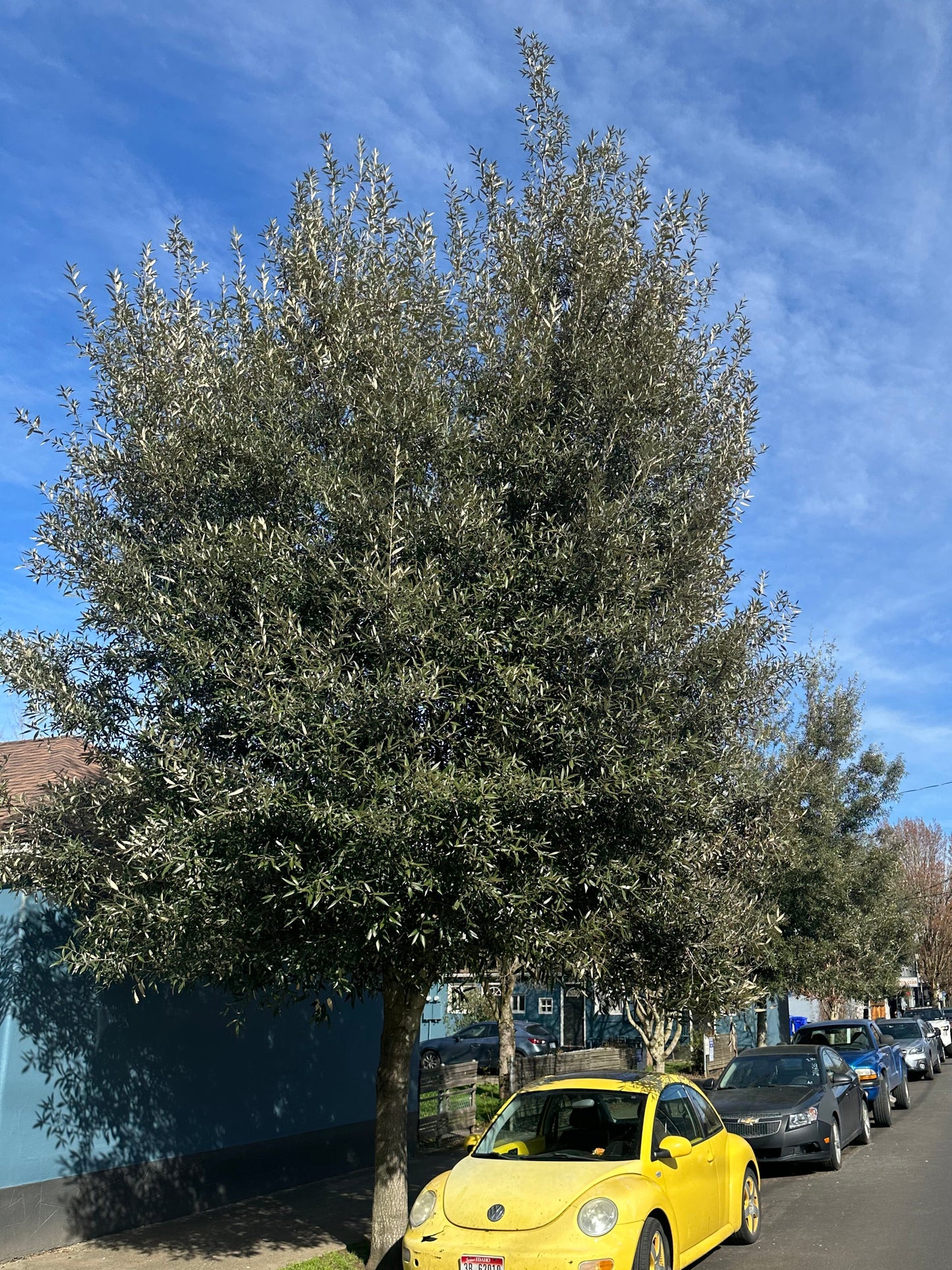 *RETAIL - Quercus hypoleucoides