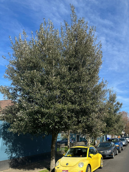*RETAIL - Quercus hypoleucoides