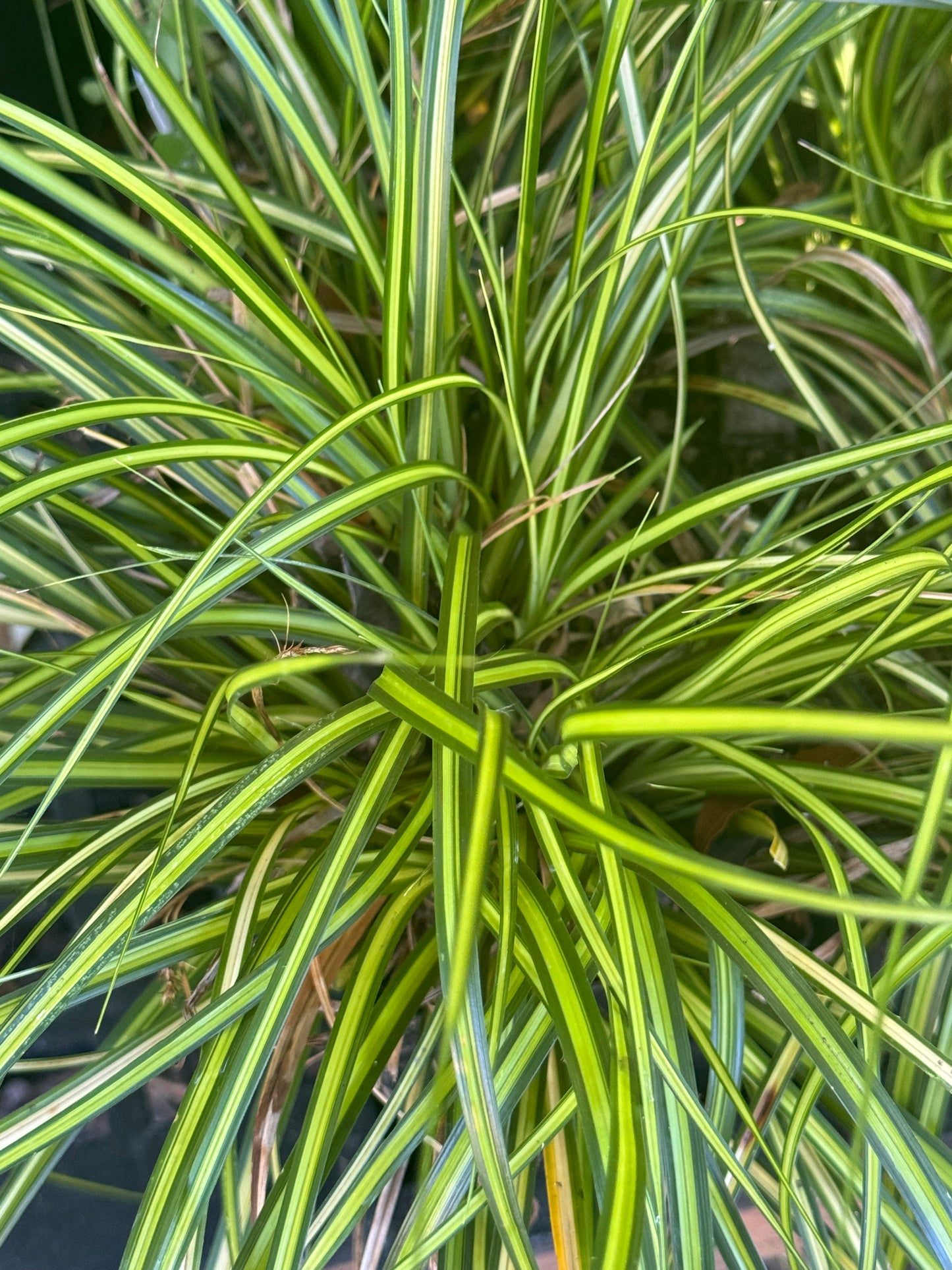 *RETAIL - Carex oshimensis 'Eversheen'