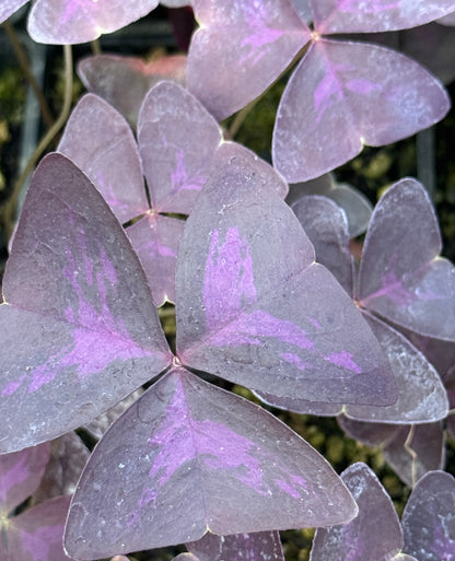 Oxalis triangularis 'Purpurea'