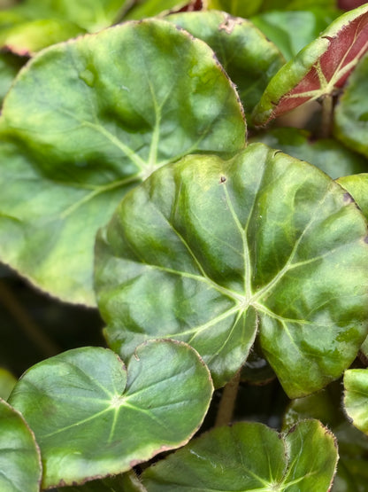 Begonia erythrophylla