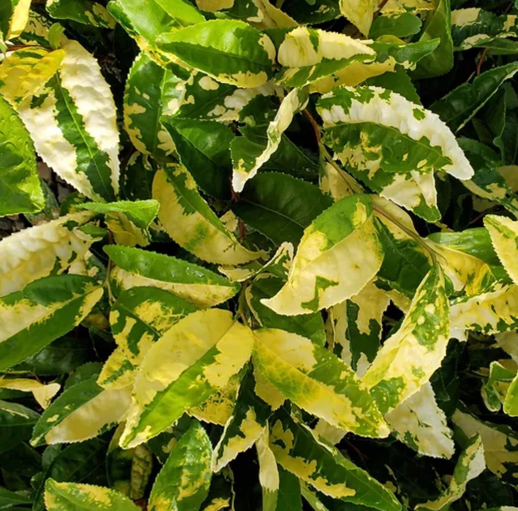 *RETAIL - Camellia sinensis 'Yellow Tea'