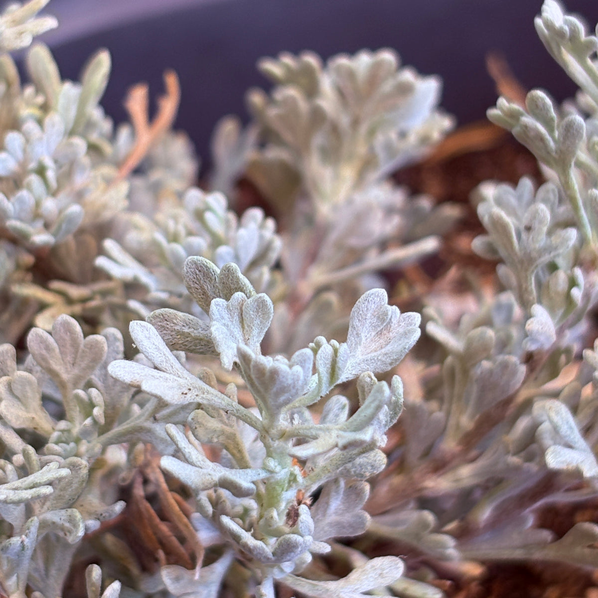 *RETAIL - Artemisia tridentata var. vaseyana