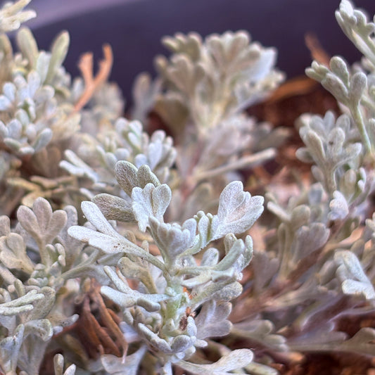 *RETAIL - Artemisia tridentata var. vaseyana