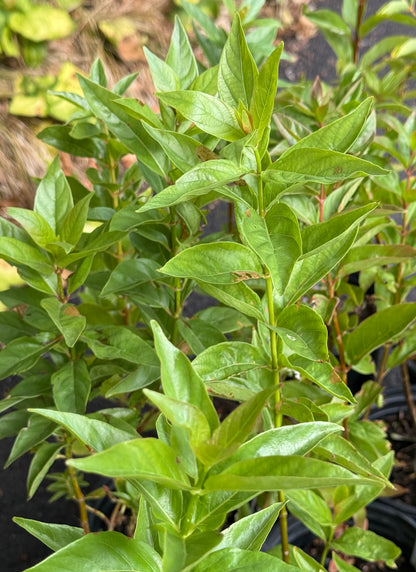 *RETAIL - Cephalanthus occidentalis var. californica