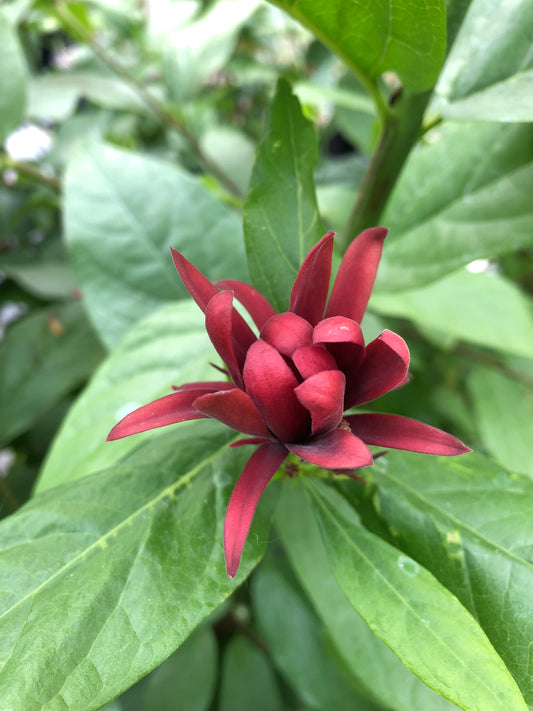 *RETAIL - Calycanthus occidentalis