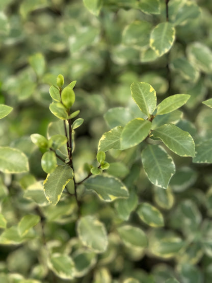 *RETAIL - Pittosporum tenuifolium 'Victoria'