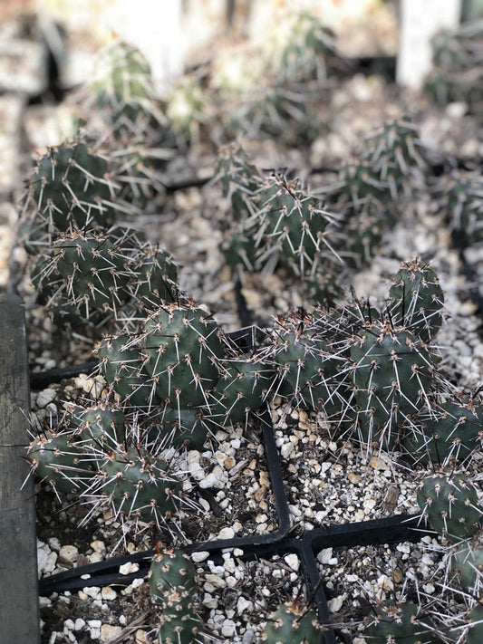 *RETAIL - Opuntia fragilis x erinacea 'San Juan Grey'