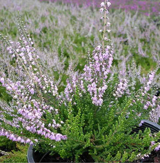 *RETAIL - Calluna vulgaris 'Spring Torch'