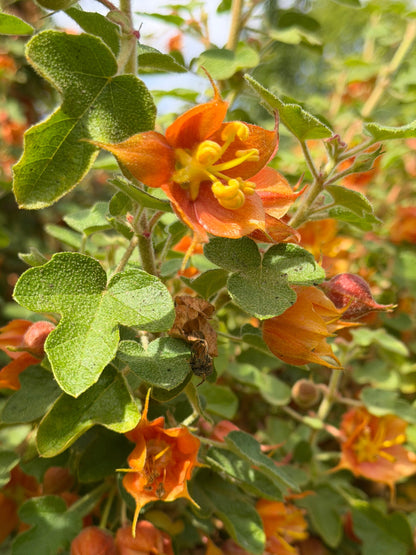 Fremontodendron californicum ssp. decumbens