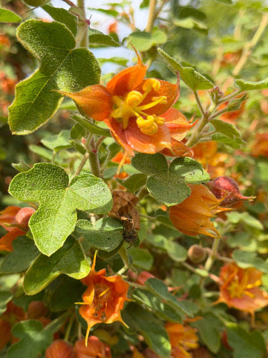 Fremontodendron californicum ssp. decumbens