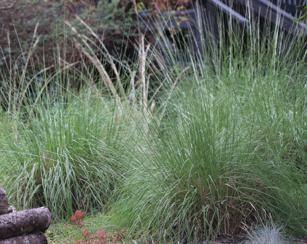 *RETAIL - Muhlenbergia rigens