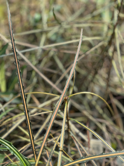 *RETAIL - Pseudopanax crassifolius