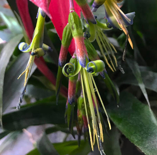 Billbergia nutans