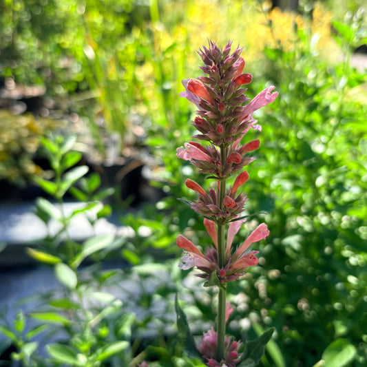*RETAIL - Agastache 'Pink Pearl'