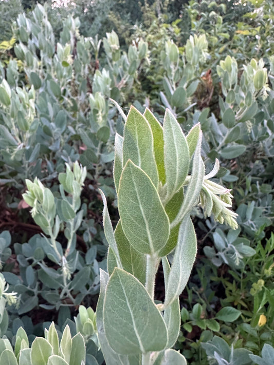 Arctostaphylos columbiana 'Spruce Blue'