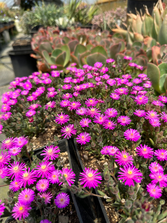 *RETAIL - Delosperma 'Pizzink Dizzle-Izzle'