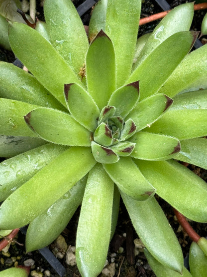 Sempervivum 'Karola'