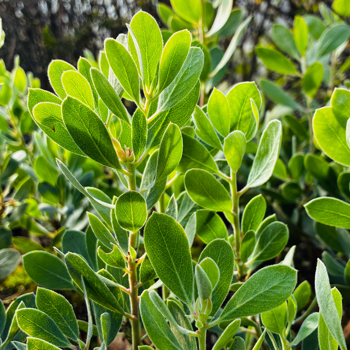 Arctostaphylos 'La Panga'