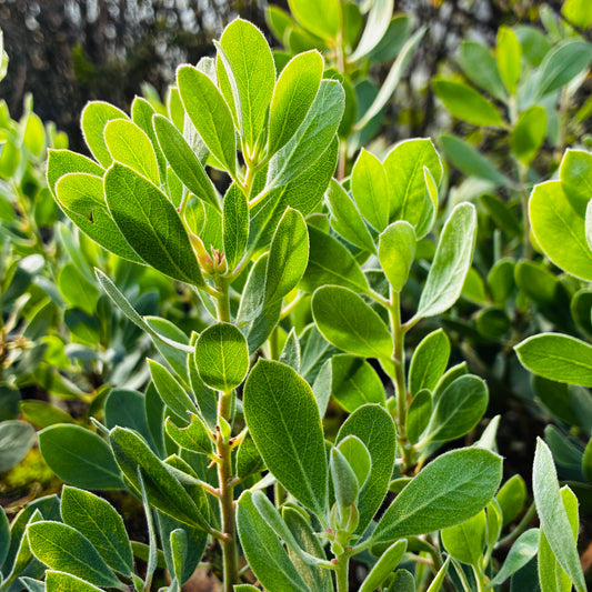 Arctostaphylos 'La Panga'