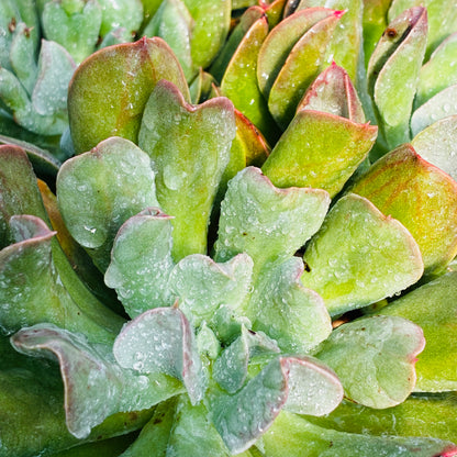 *RETAIL - Echeveria 'Dark Vader'