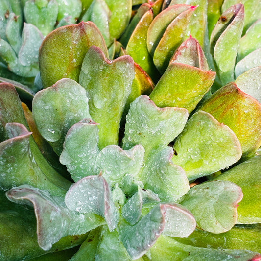 *RETAIL - Echeveria 'Dark Vader'