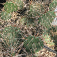 Opuntia polyacantha SBH 9988 - Small Spreading Pale Pink