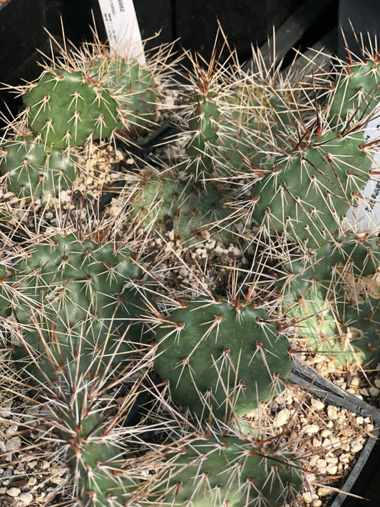 *RETAIL - Opuntia polyacantha SBH 9988 - Small Spreading Pale Pink