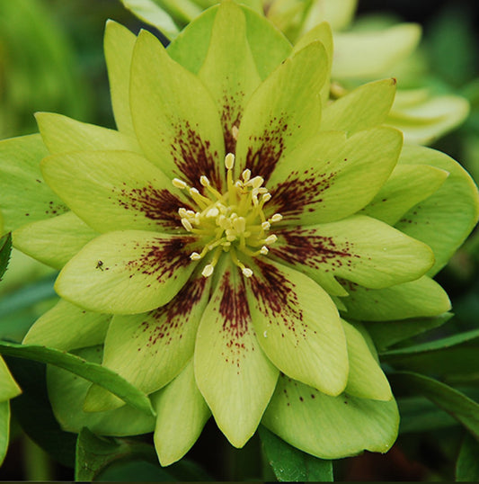 *RETAIL - Helleborus x 'Jade Tiger'