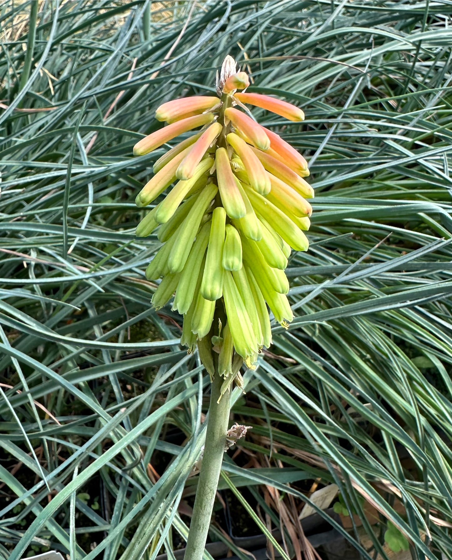 Kniphofia hirsuta