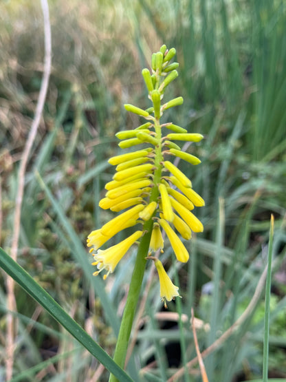 Kniphofia pauciflora