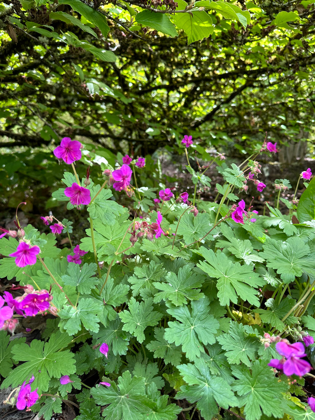 Fall Color Bevans Geranium *RETAIL - Geranium macrorrhizum 'Bevan's Variety' – Cistus Nursery