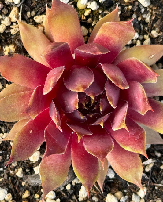 Sempervivum 'Goedele'