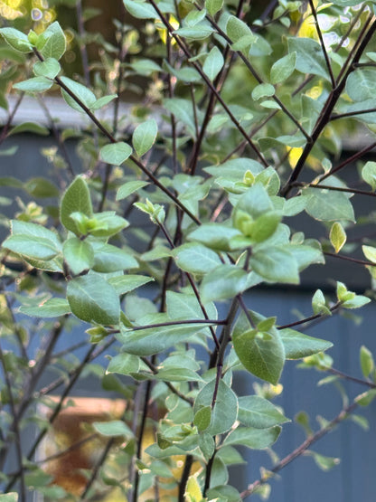 *RETAIL - Pittosporum tenuifolium 'Oliver Twist'