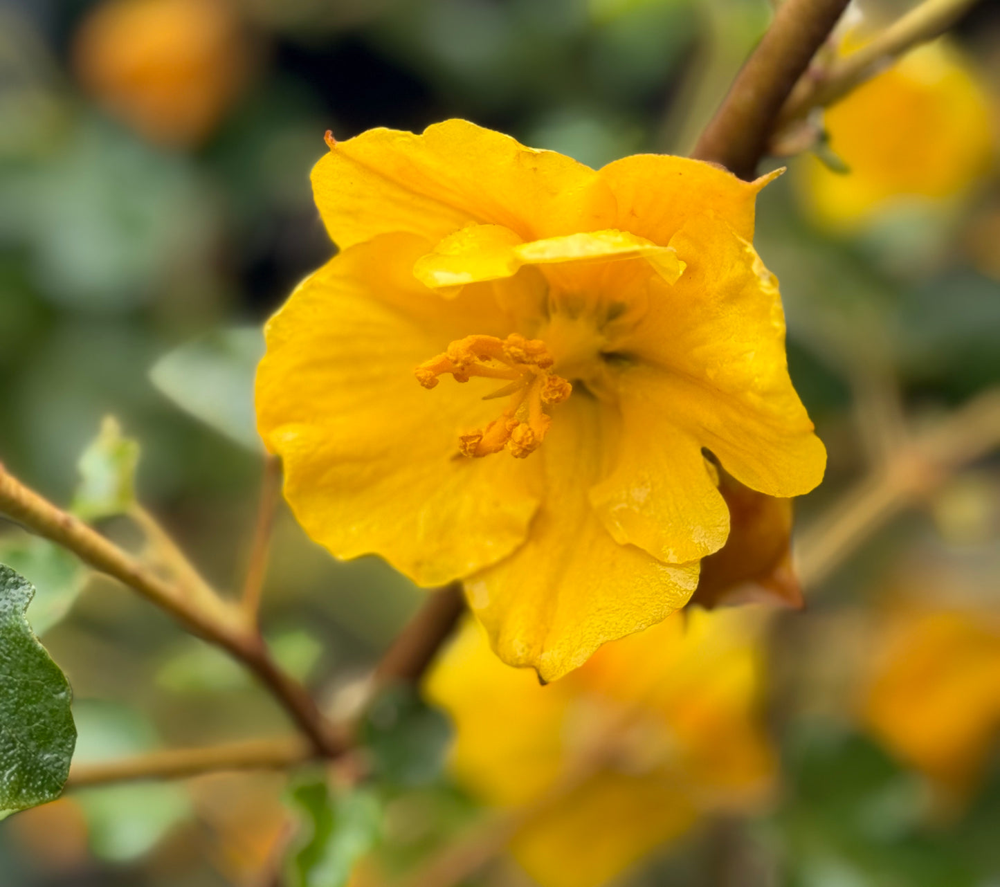 *RETAIL - Fremontodendron 'California Glory'