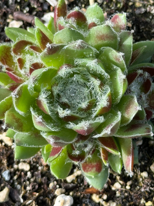 Sempervivum 'Ponderosa'