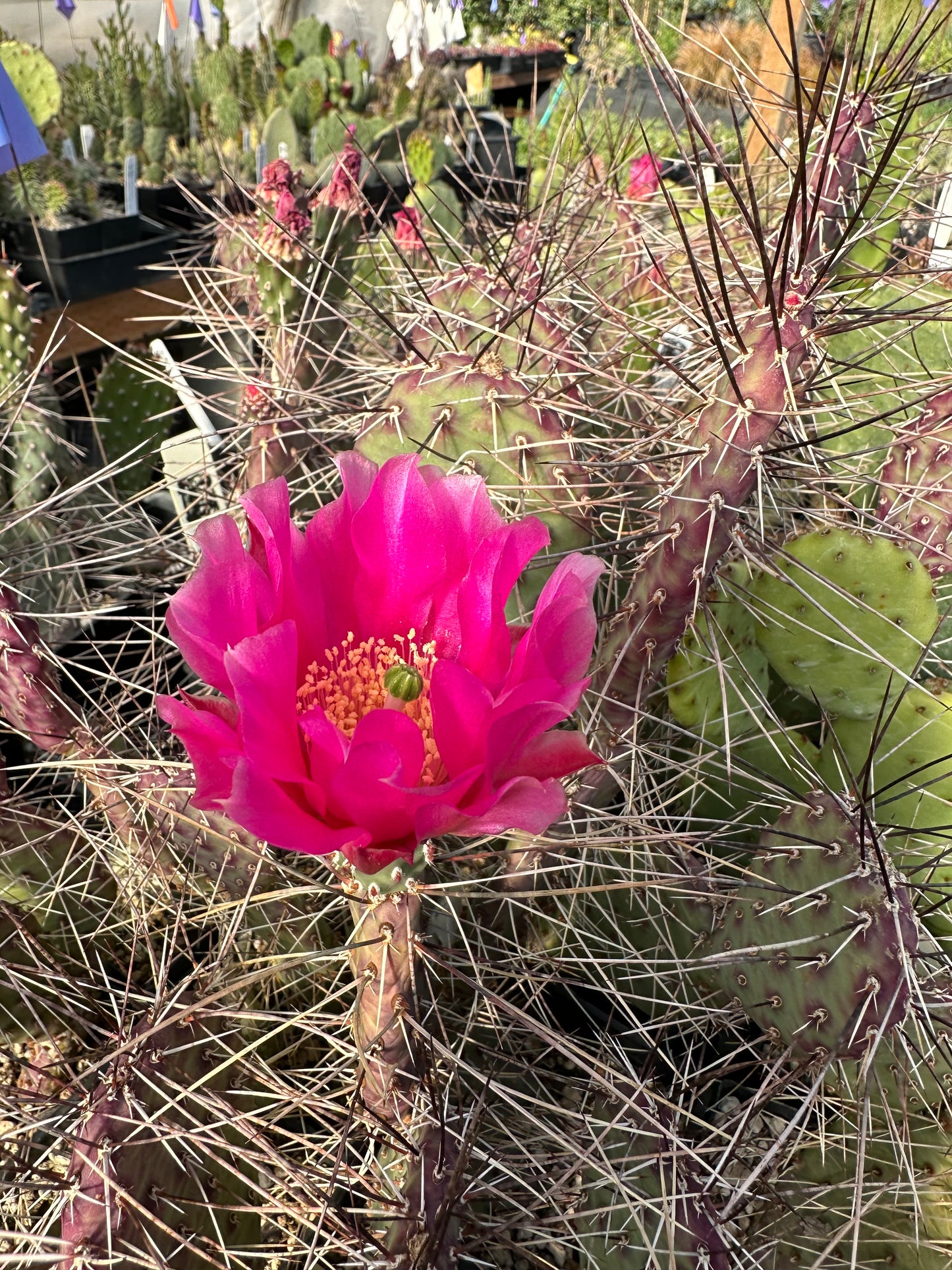 Opuntia 'Dark Knight'