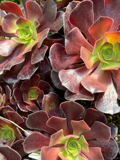 *RETAIL - Aeonium 'Velour'