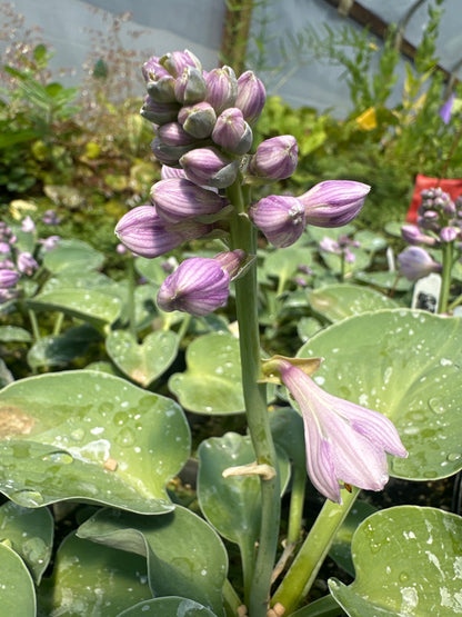 Hosta 'Blue Mouse Ears'