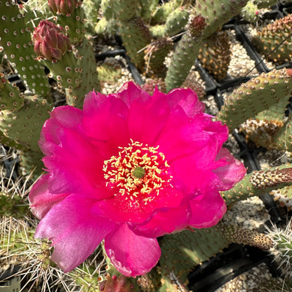 Opuntia basilaris var. aurea 'Red Rocks'