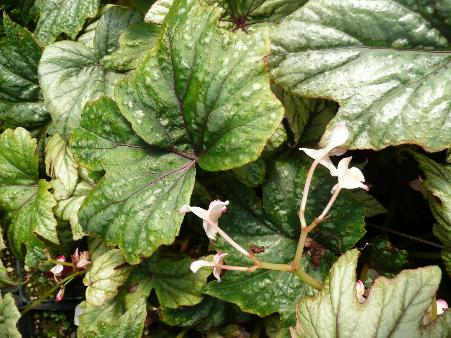 Begonia 'Metallic Mist'