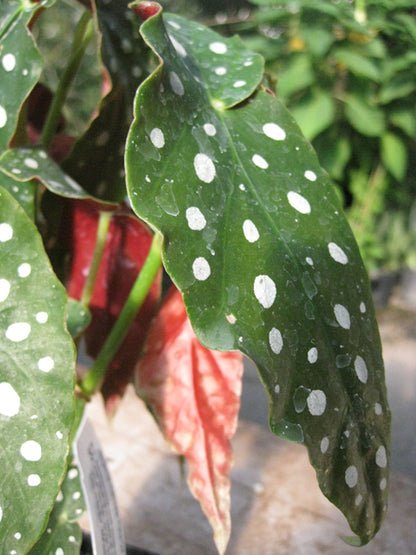 *RETAIL - Begonia maculata 'Cadbury'