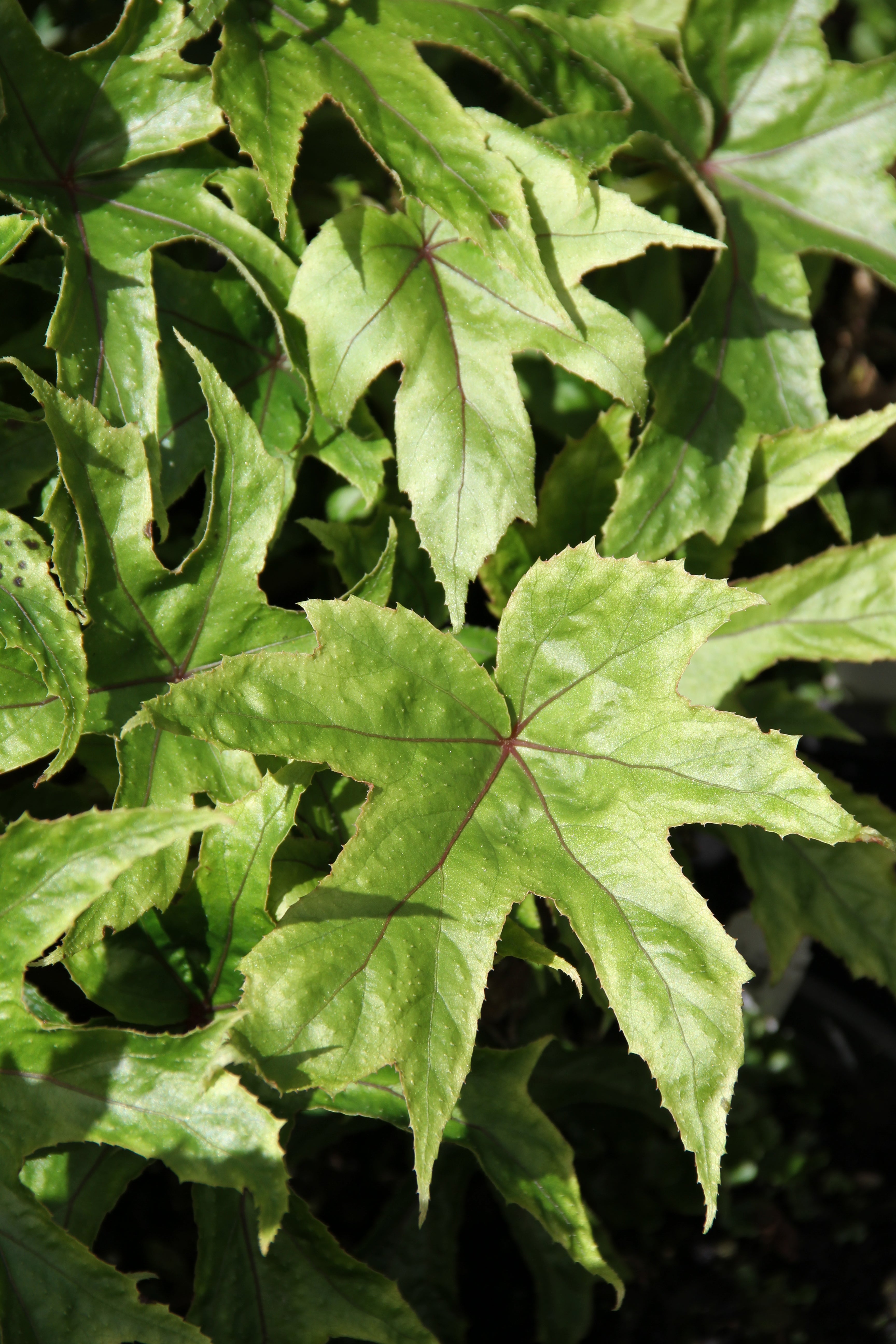 Begonia pedatifida – Cistus Nursery