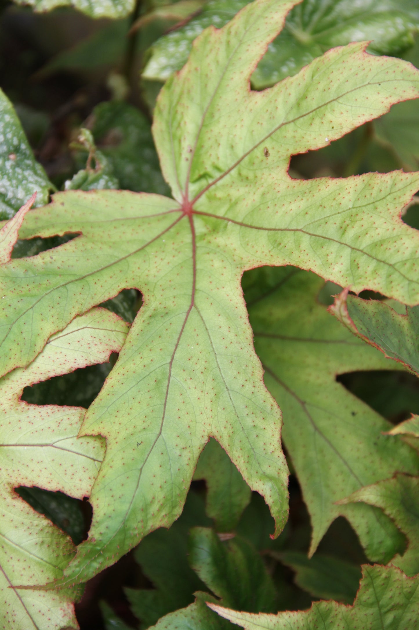 *RETAIL - Begonia pedatifida