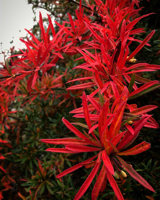 *RETAIL - Berberis replicata