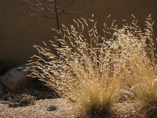 *RETAIL - Bouteloua gracilis 'Blonde Ambition'