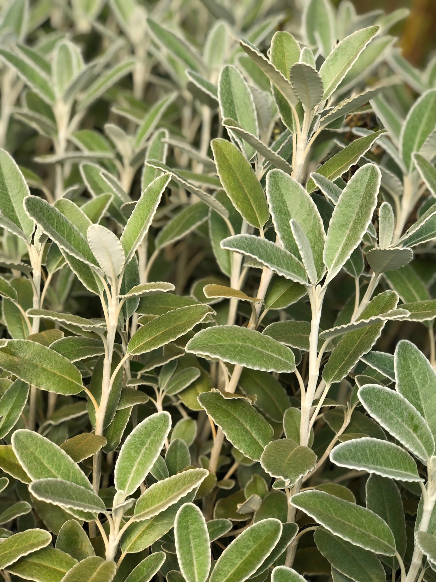 *RETAIL - Brachyglottis greyi x monroi