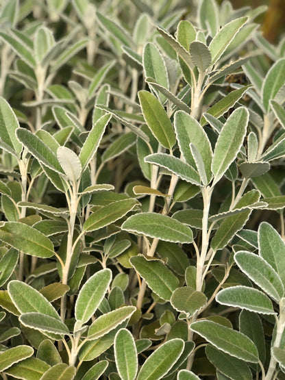 *RETAIL - Brachyglottis greyi x monroi